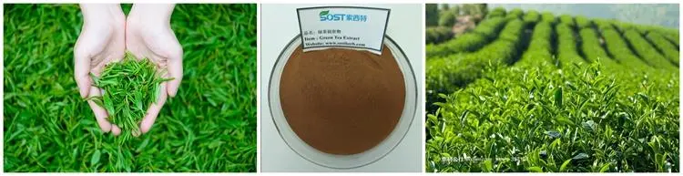 100% Natural Instant Organic White Green Tea Extract Powder 95%