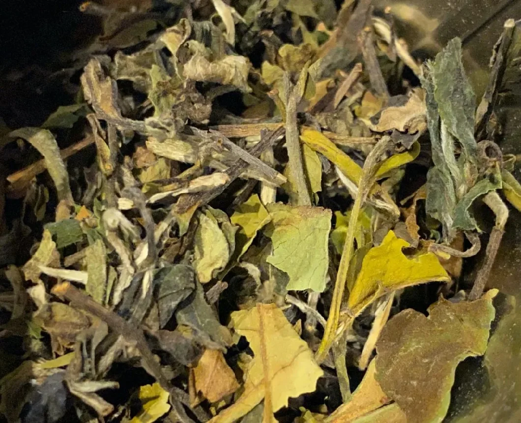 Core Production Area Directly Sell High Quality White Peony Camellia Tea