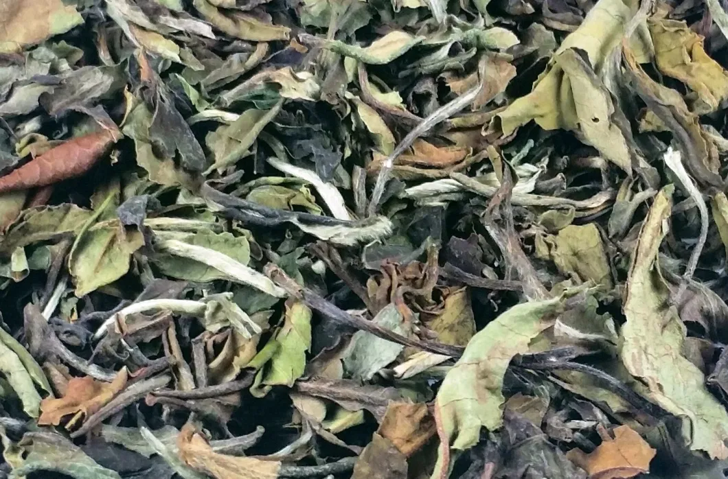 Core Production Area Directly Sell High Quality White Peony Camellia Tea